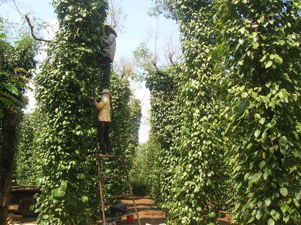 cay tieu gtsx cao.jpg cay tieu gtsx cao.jpg